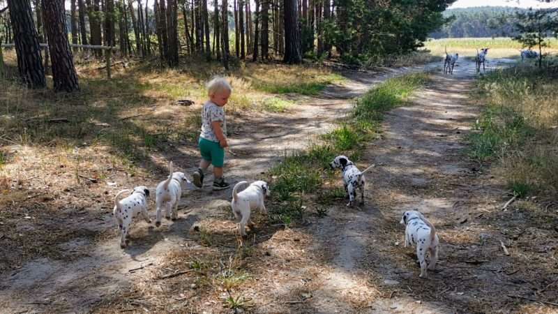 A-Wurf 40. Lebenstag (31)