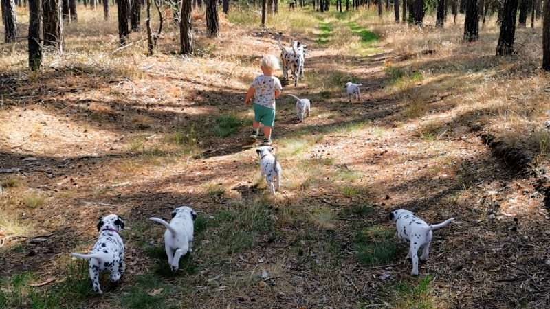 A-Wurf 40. Lebenstag (32)