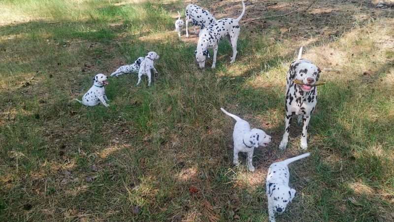 A-Wurf 40. Lebenstag (33)