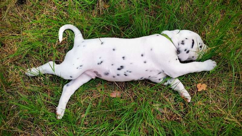 A-Wurf 40. Lebenstag (37)