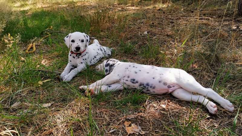 A-Wurf 40. Lebenstag (39)