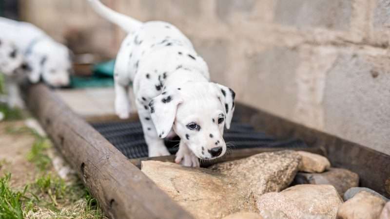 A-Wurf 40. Lebenstag (4)