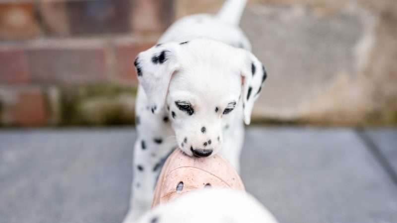 A-Wurf 40. Lebenstag (5)