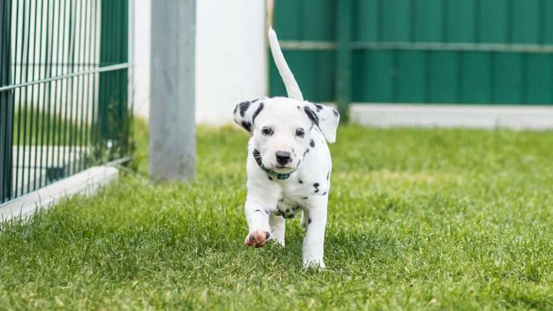 A-Wurf 40. Lebenstag (6)