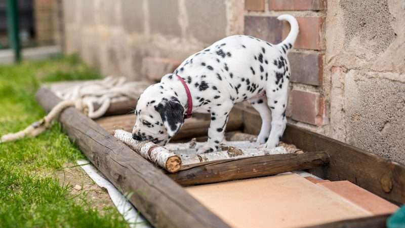 A-Wurf 40. Lebenstag (7)