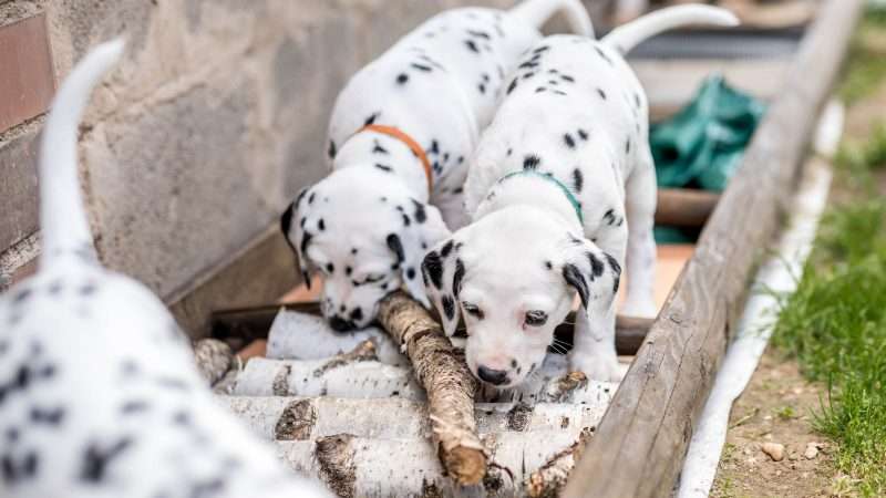 A-Wurf 40. Lebenstag (8)