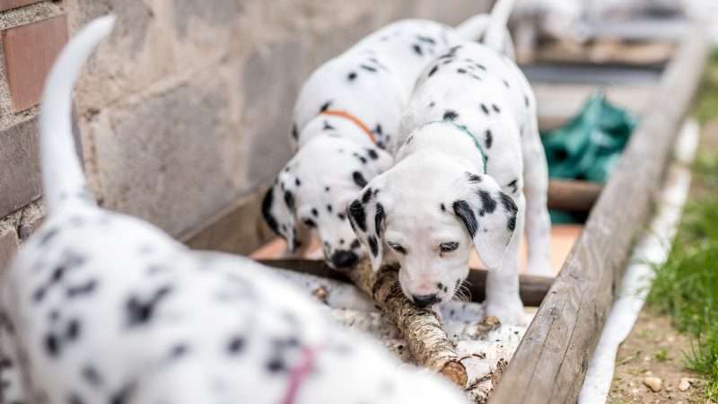 A-Wurf 40. Lebenstag (9)