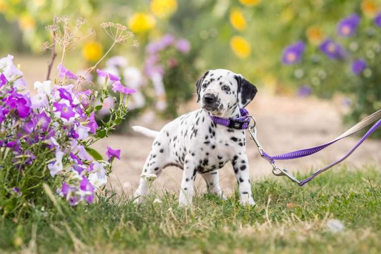 A-Wurf 41. Lebenstag - Frau Lila (1)