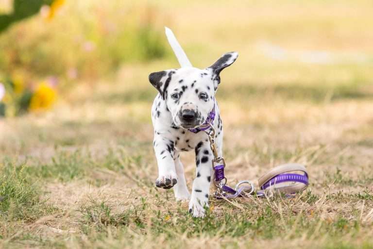 A-Wurf 41. Lebenstag - Frau Lila (2)