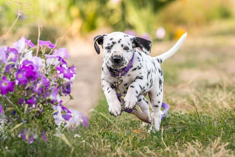 A-Wurf 41. Lebenstag - Frau Lila (3)