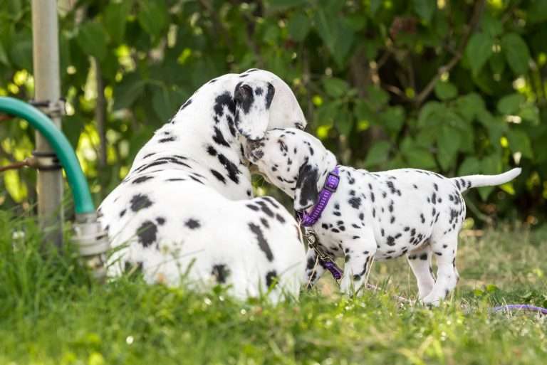 A-Wurf 41. Lebenstag - Frau Lila (4)