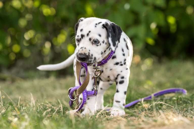 A-Wurf 41. Lebenstag - Frau Lila (5)