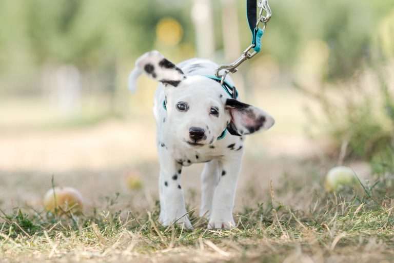 A-Wurf 41. Lebenstag - Frau Mint (1)