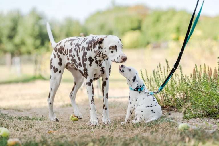 A-Wurf 41. Lebenstag - Frau Mint (2)