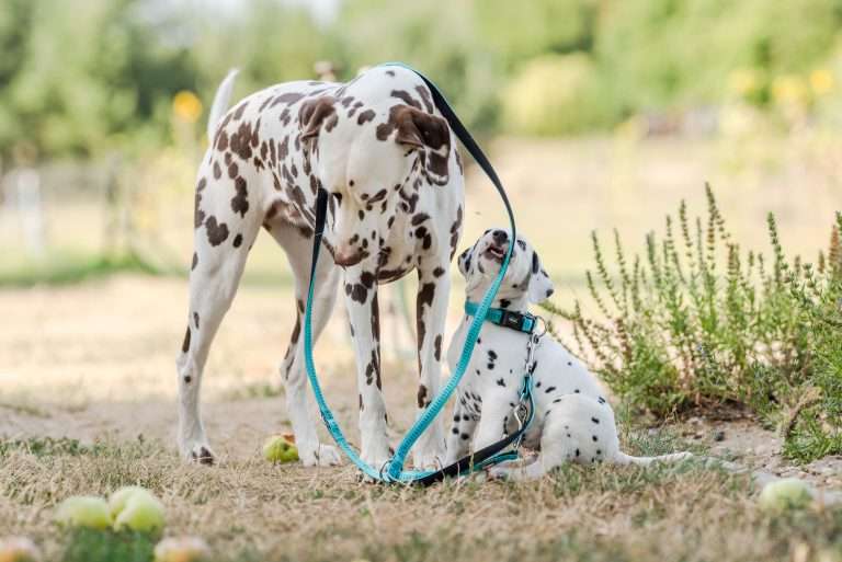 A-Wurf 41. Lebenstag - Frau Mint (3)