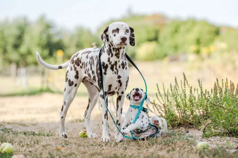 A-Wurf 41. Lebenstag - Frau Mint (4)