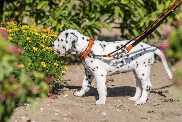 A-Wurf 41. Lebenstag - Frau Orange (1)