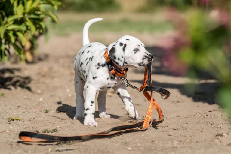 A-Wurf 41. Lebenstag - Frau Orange (2)