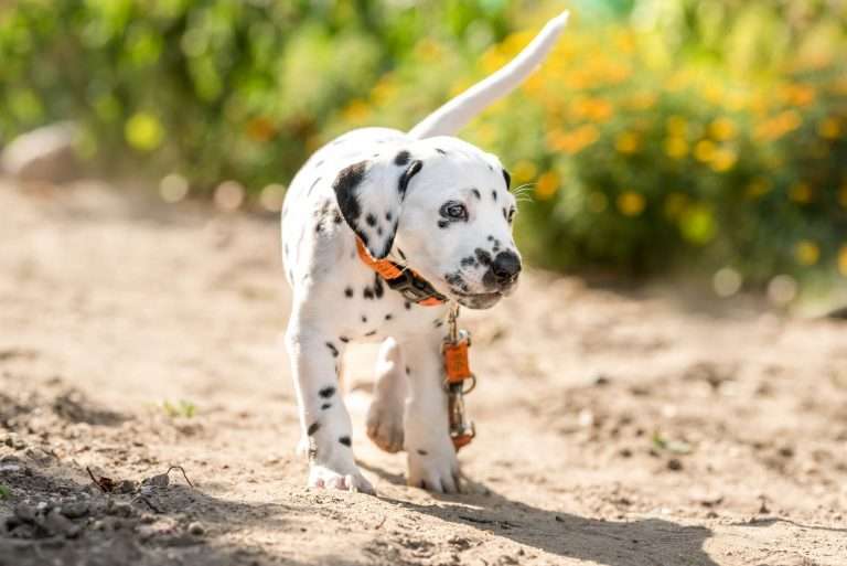 A-Wurf 41. Lebenstag - Frau Orange (3)