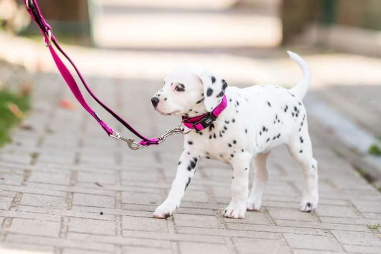 A-Wurf 41. Lebenstag - Frau Rosa (1)