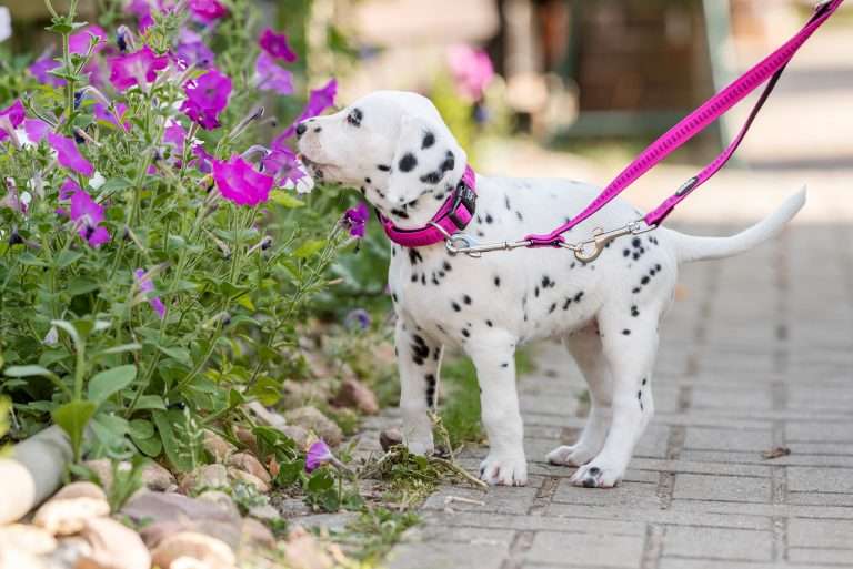 A-Wurf 41. Lebenstag - Frau Rosa (2)