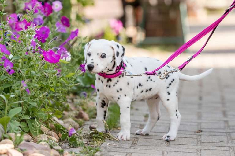 A-Wurf 41. Lebenstag - Frau Rosa (3)