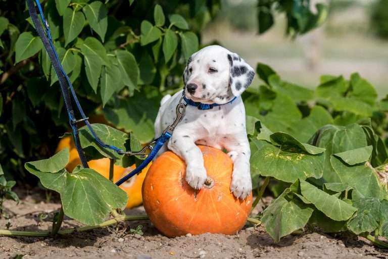 A-Wurf 41. Lebenstag - Herr Blau (1)