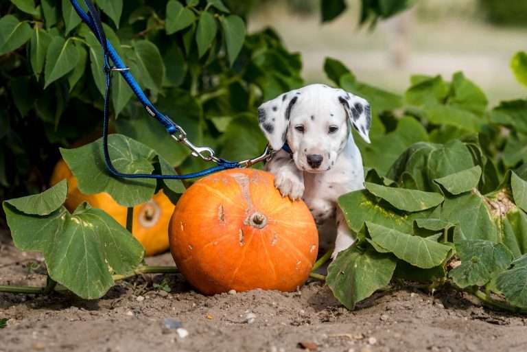 A-Wurf 41. Lebenstag - Herr Blau (2)