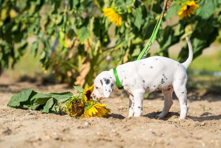A-Wurf 41. Lebenstag - Herr Grün (1)