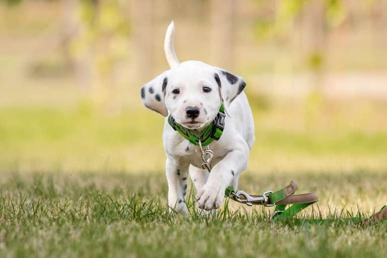 A-Wurf 41. Lebenstag - Herr Grün (2)