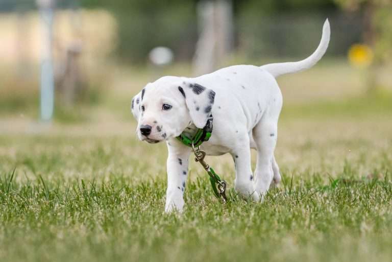 A-Wurf 41. Lebenstag - Herr Grün (4)