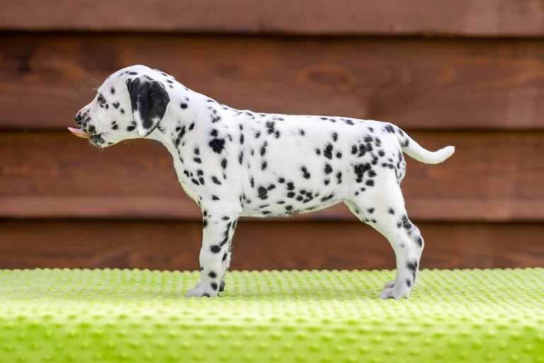 A-Wurf 43. Lebenstag - Frau Lila - Standbild (1)