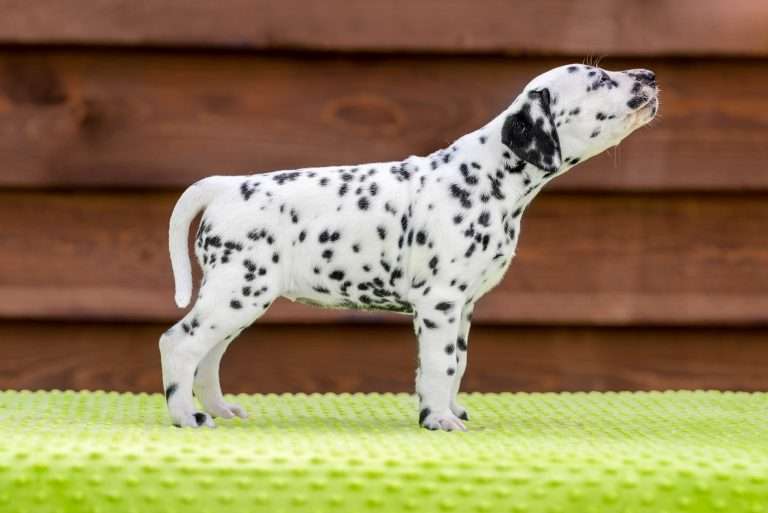 A-Wurf 43. Lebenstag - Frau Lila - Standbild (2)