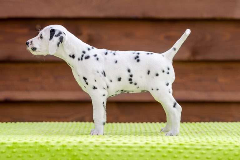 A-Wurf 43. Lebenstag - Frau Mint - Standbild (1)