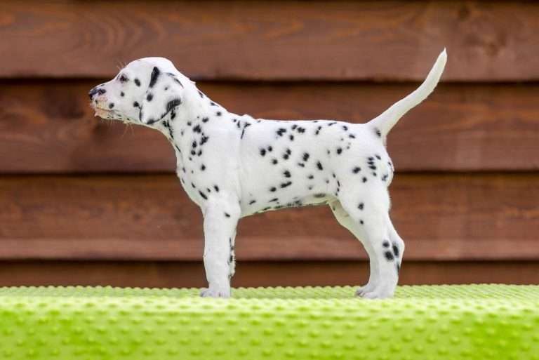 A-Wurf 43. Lebenstag - Frau Orange - Standbild (1)