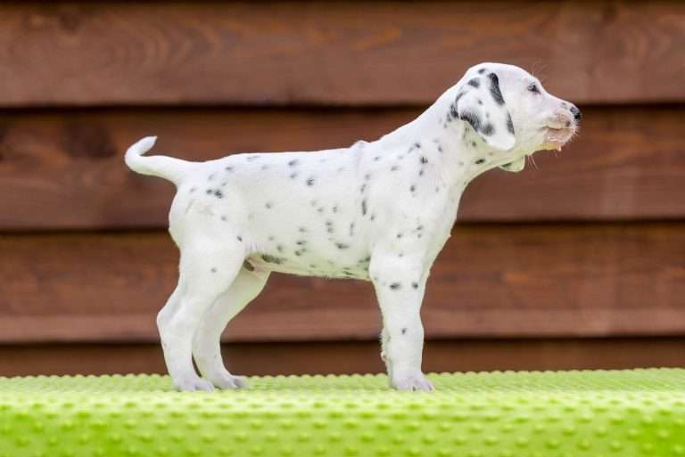 A-Wurf 43. Lebenstag - Herr Blau - Standbild (2)