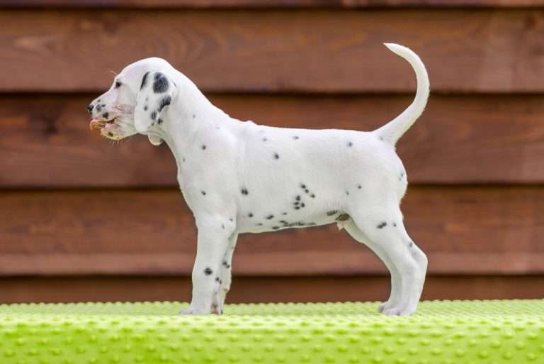 A-Wurf 43. Lebenstag - Herr Grün - Standbild (1)