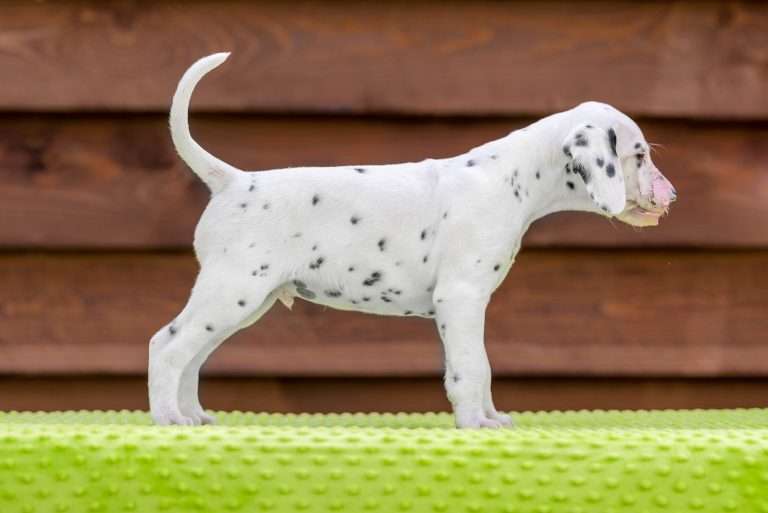 A-Wurf 43. Lebenstag - Herr Grün - Standbild (2)