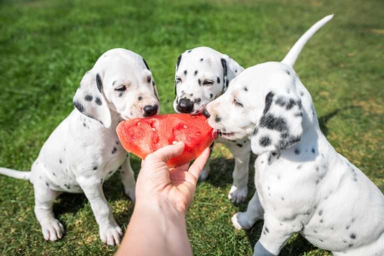 A-Wurf 44. Lebenstag (1)