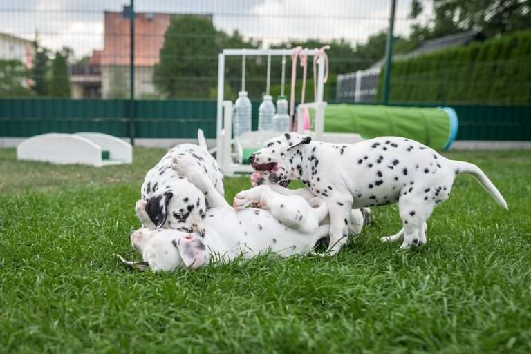 A-Wurf 44. Lebenstag (10)