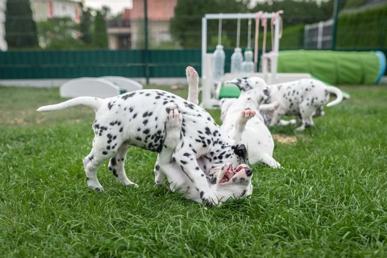 A-Wurf 44. Lebenstag (11)