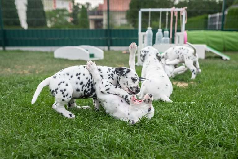 A-Wurf 44. Lebenstag (12)