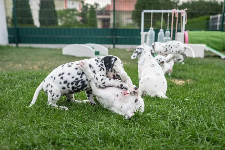 A-Wurf 44. Lebenstag (13)