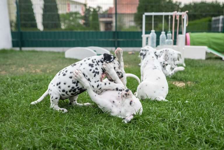 A-Wurf 44. Lebenstag (14)