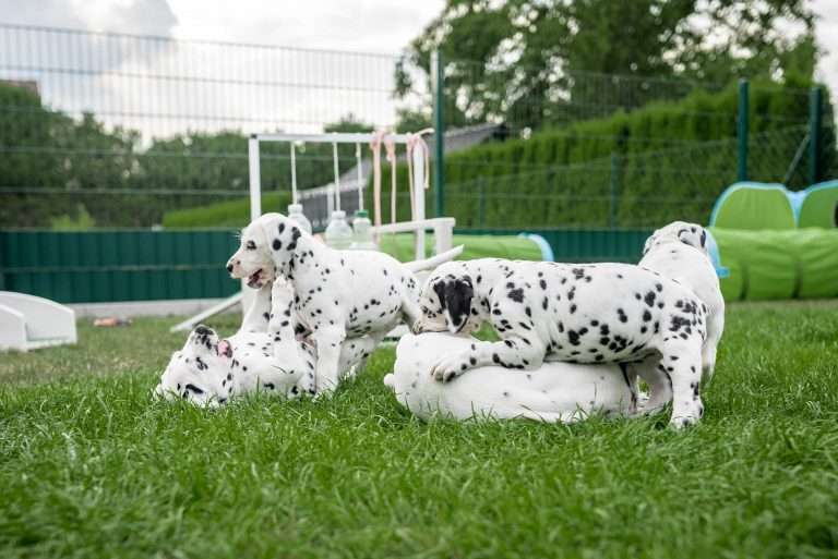 A-Wurf 44. Lebenstag (15)