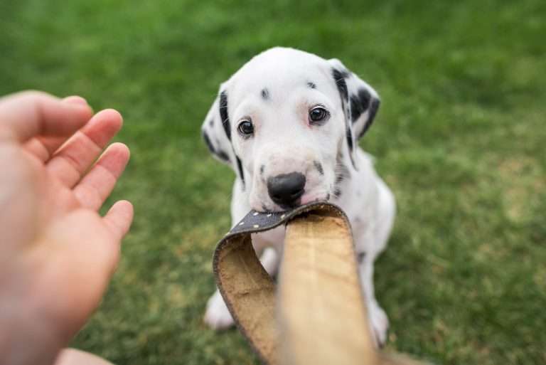 A-Wurf 44. Lebenstag (16)