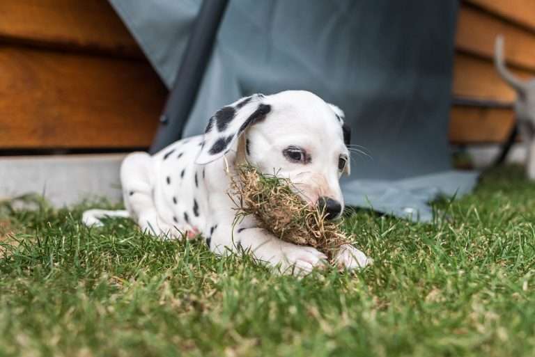 A-Wurf 44. Lebenstag (17)