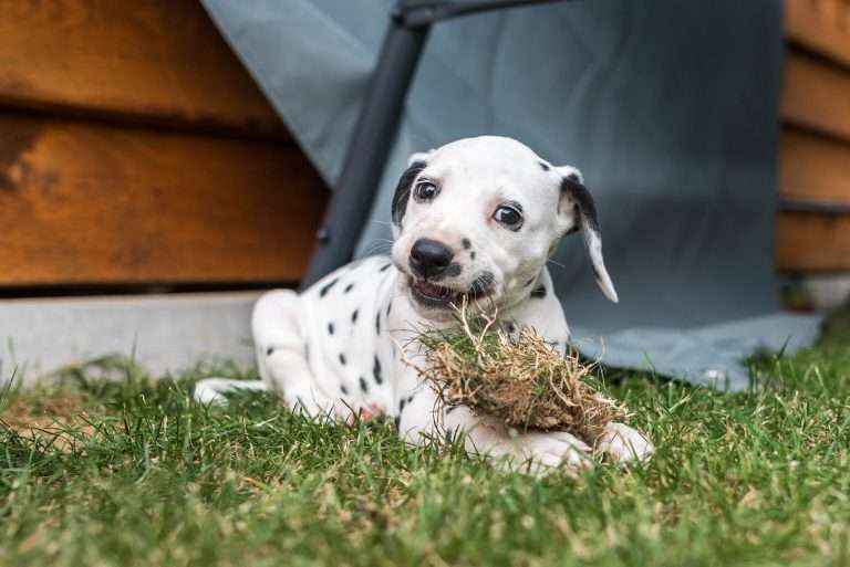 A-Wurf 44. Lebenstag (18)