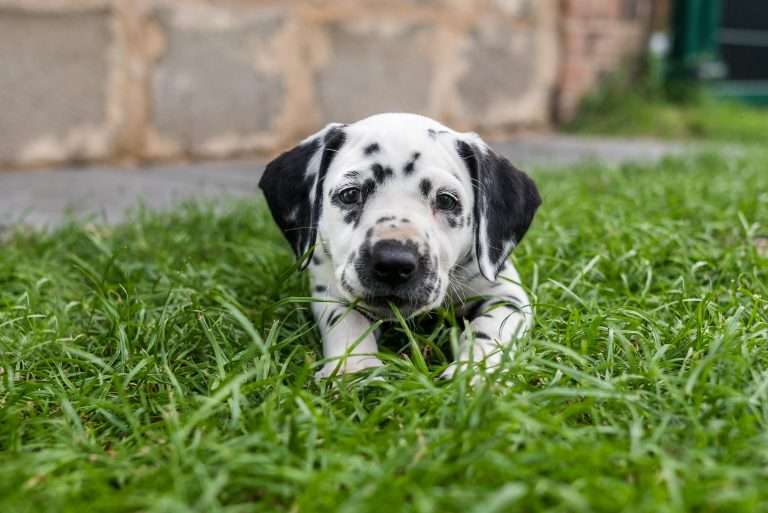 A-Wurf 44. Lebenstag (19)