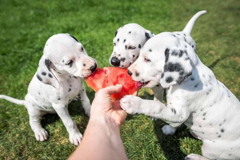 A-Wurf 44. Lebenstag (2)